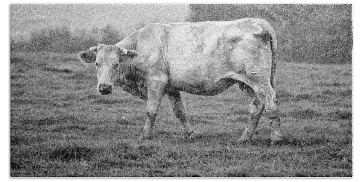 Charolais Bath Sheet featuring the photograph Portrait of a Cow by Nailia Schwarz