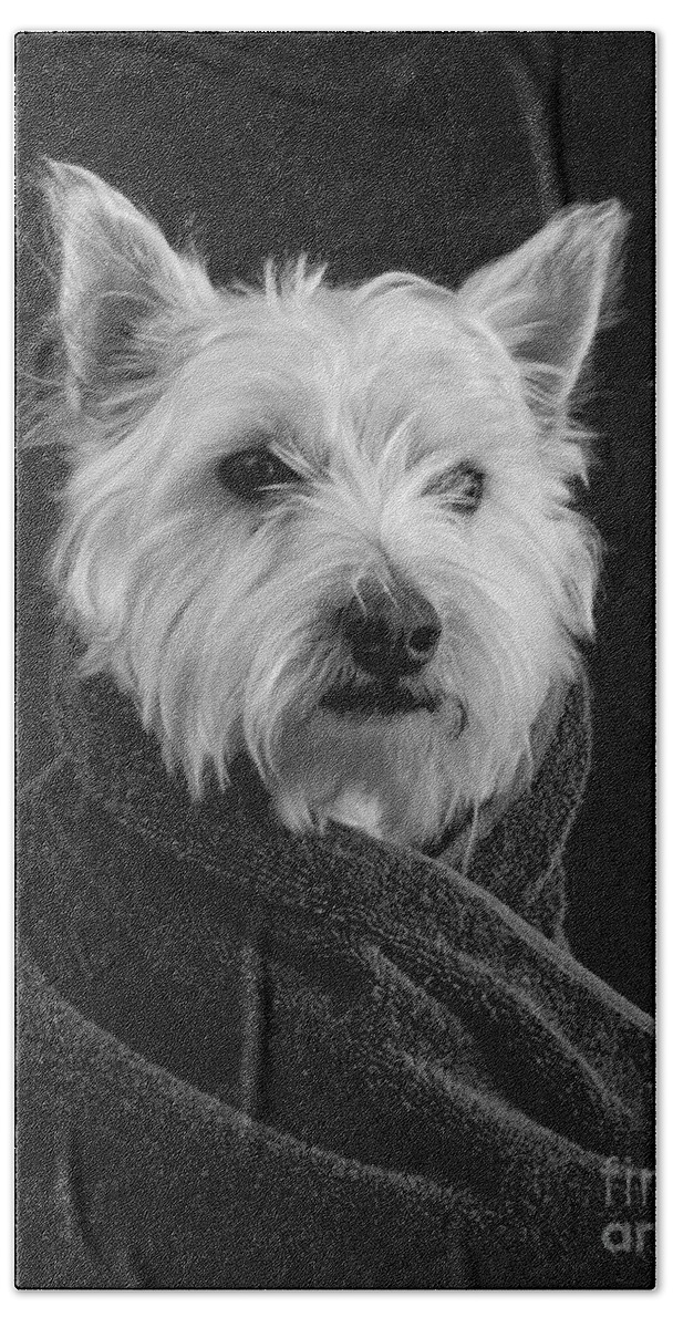 #faatoppicks Bath Sheet featuring the photograph Portrait of a Westie Dog by Edward Fielding