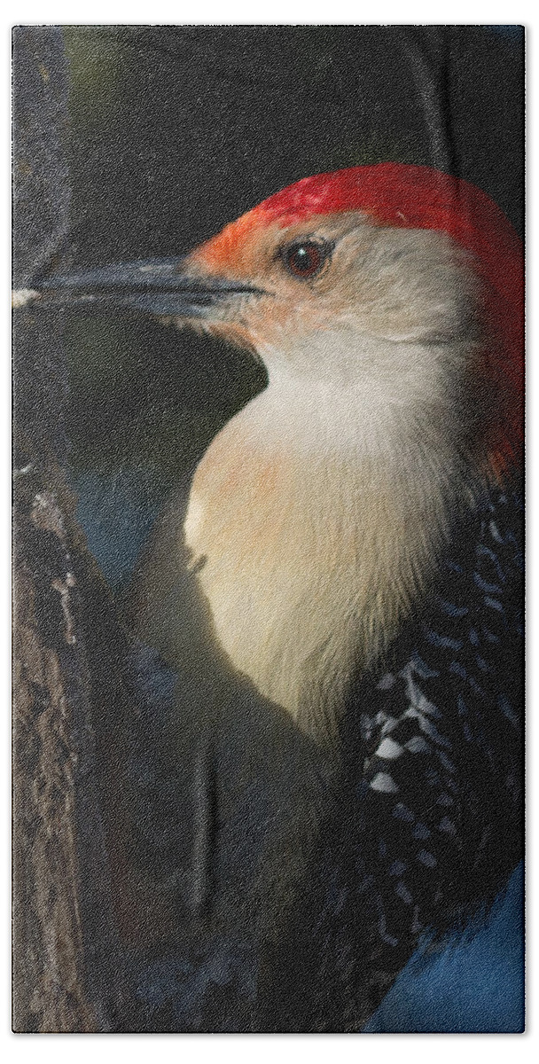 Red-bellied Woodpecker Bath Towel featuring the photograph Portrait of a Woodpecker by Kenneth Cole