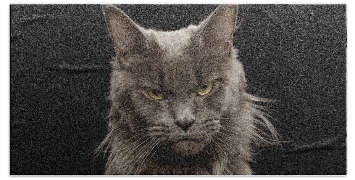 Portrait Bath Towel featuring the photograph Portrait of Angry Maine Coon on black by Sergey Taran