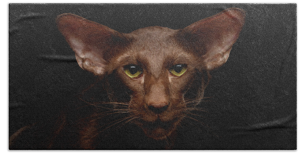 Cat Bath Towel featuring the photograph Portrait of Brown Oriental cat on isolated black background by Sergey Taran