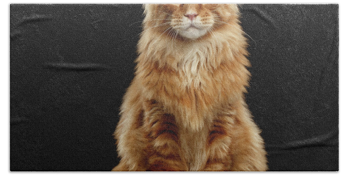 Angry Hand Towel featuring the photograph Portrait of Ginger Maine Coon Cat Isolated on Black Background by Sergey Taran