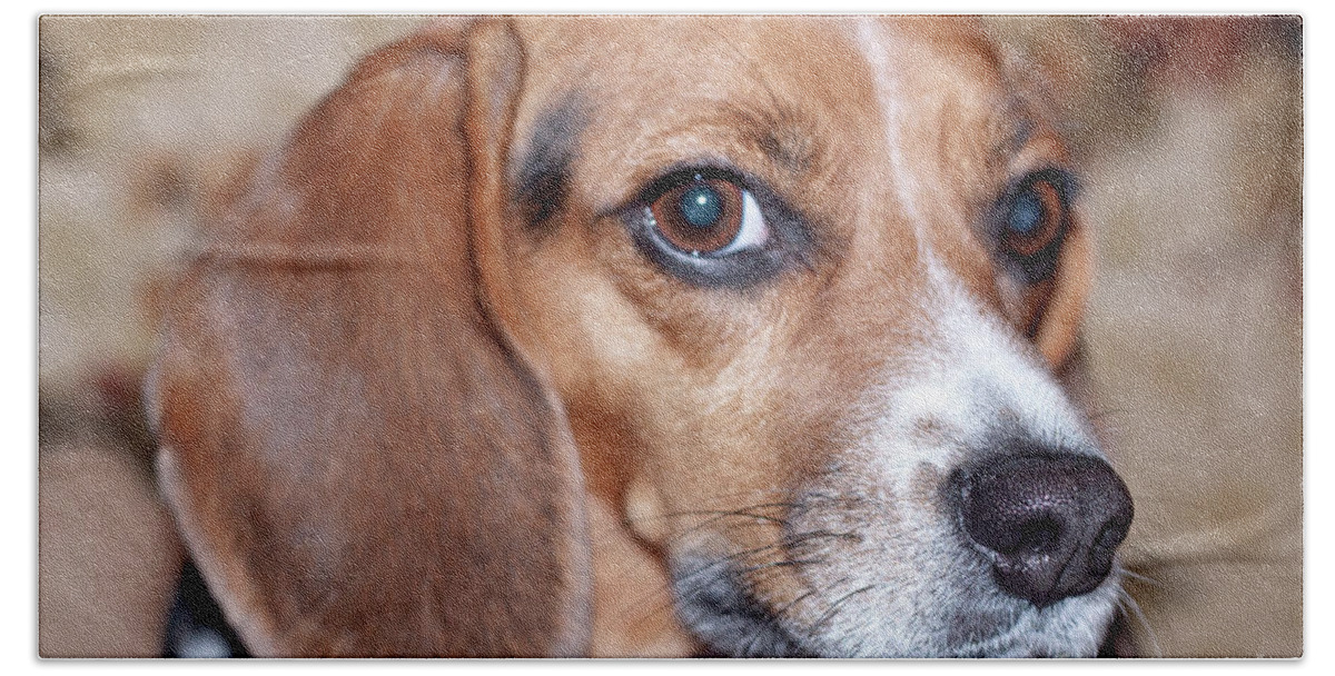Beagle Bath Towel featuring the photograph Portrait of Kalee by Sherry Hallemeier