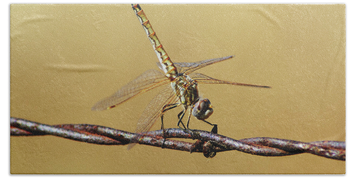 Dragonfly Hand Towel featuring the photograph Posing For a picture by Abram House