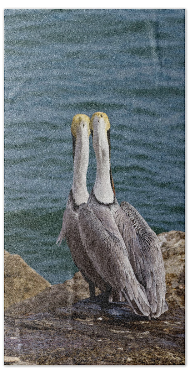 Pelican Bath Towel featuring the photograph Posing Pelican Pals by John Haldane