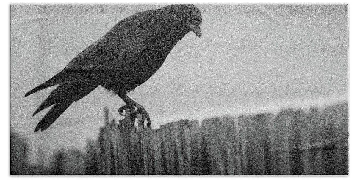 #crowlovers- Corvids - Black And White- Art#raeannm.garrett- Photography Of Raeanngarrett- Birds- Black Birds- Mother Crow- Hand Towel featuring the photograph Possible by Rae Ann M Garrett