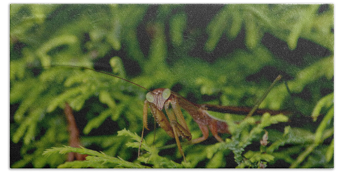 Praying Mantis Bath Towel featuring the photograph Praying Mantis by Living Color Photography Lorraine Lynch