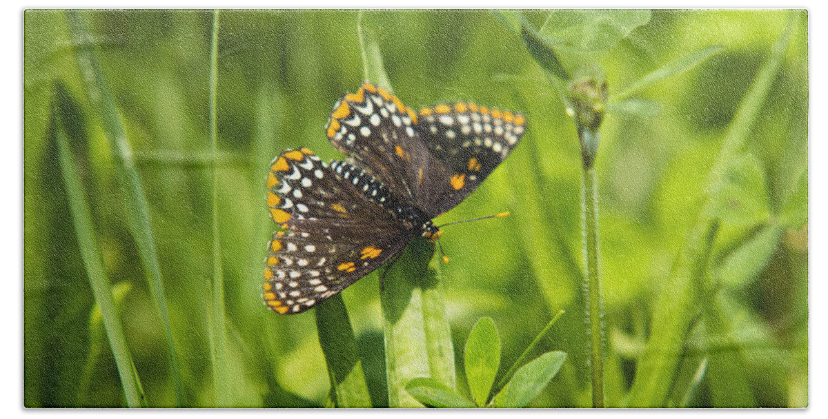 Butterfly Hand Towel featuring the photograph Baltimore Checkerspot Butterfly I by Christina Rollo