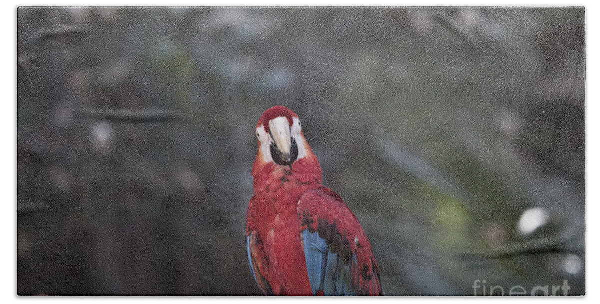 Macaw Bath Towel featuring the photograph Pretty V2 by Douglas Barnard