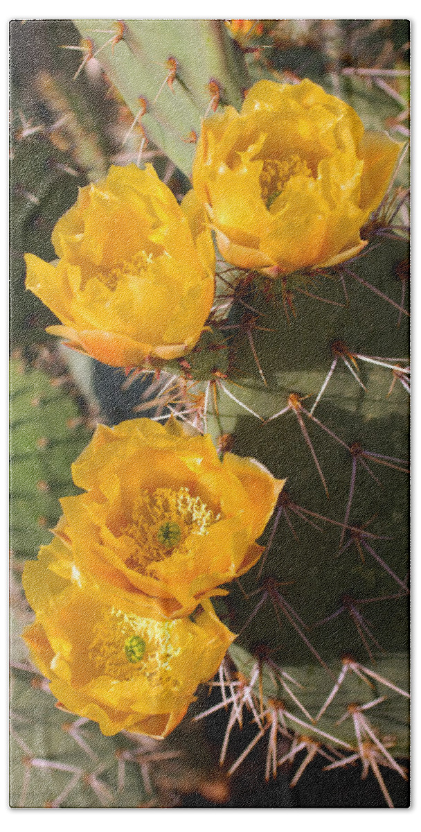 Cactus Bath Towel featuring the photograph Prickly Pear Cactus Flowers by Jill Reger
