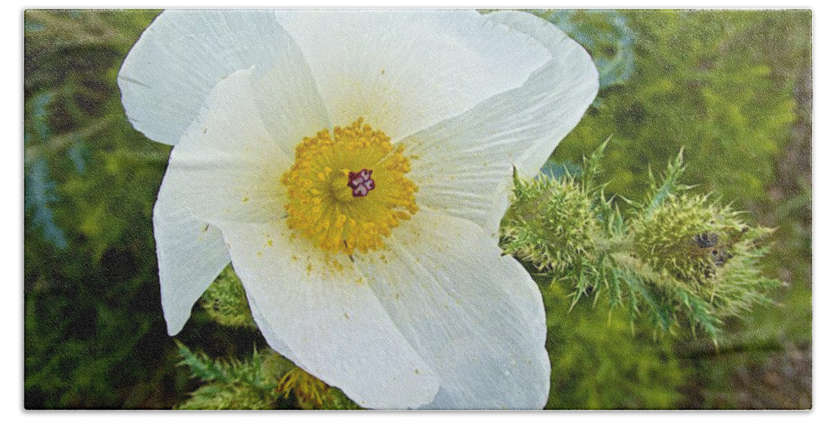 Flower Hand Towel featuring the photograph Prickly Poppy by Barbara Zahno