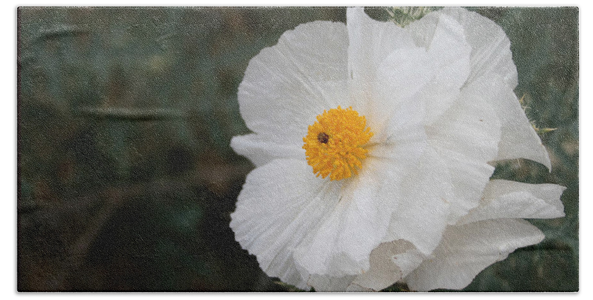 Desert Hand Towel featuring the photograph Prickly Poppy by Marna Edwards Flavell