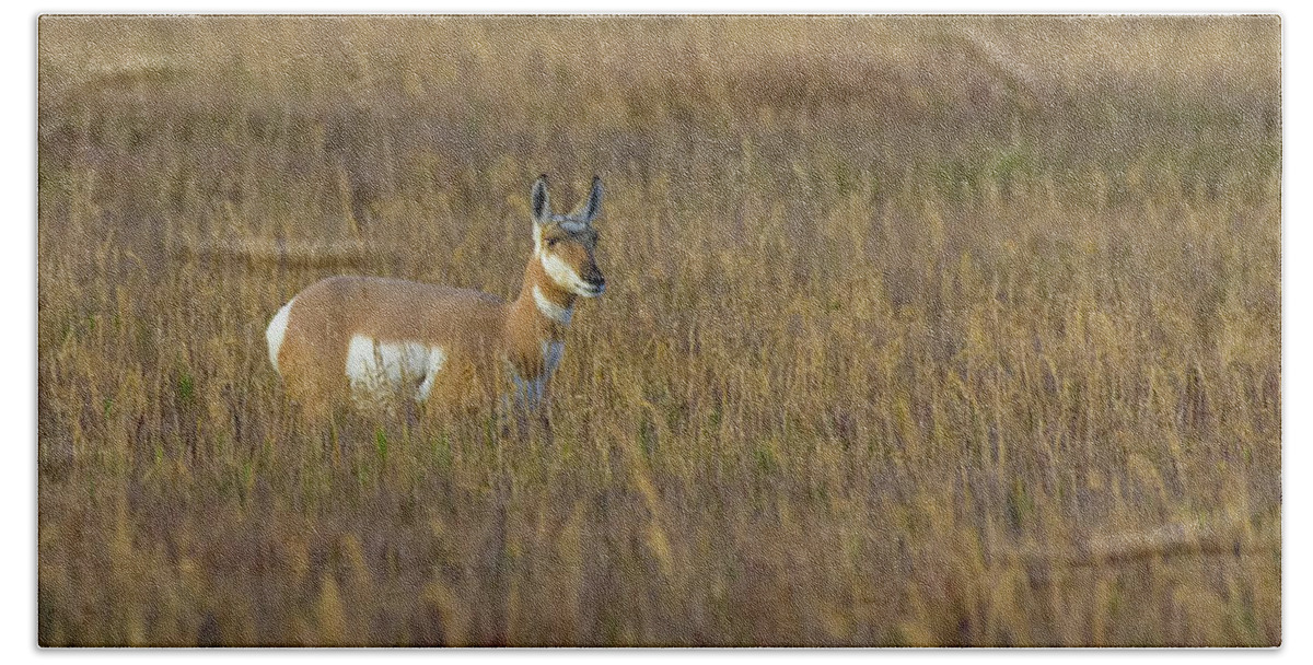 Pronghorn Bath Towel featuring the photograph Pronghorn At Golden Hour by Yeates Photography