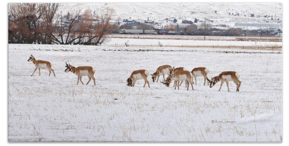 Pronghorn Bath Towel featuring the photograph Pronghorn in Snow by Kae Cheatham