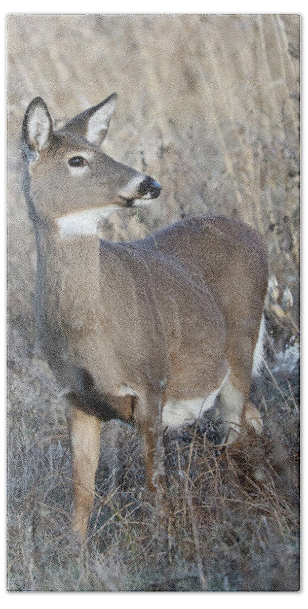 White-tailed Deer Hand Towel featuring the photograph Proud by Doris Potter