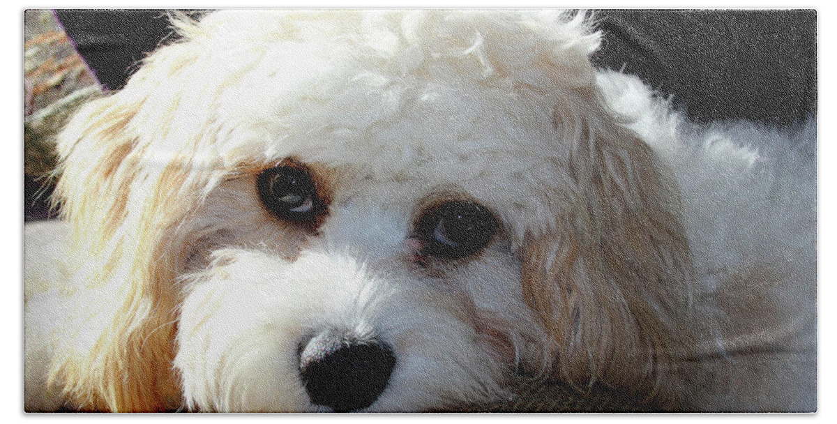 Puppy Hand Towel featuring the photograph Puppy Eyes by Karen Adams