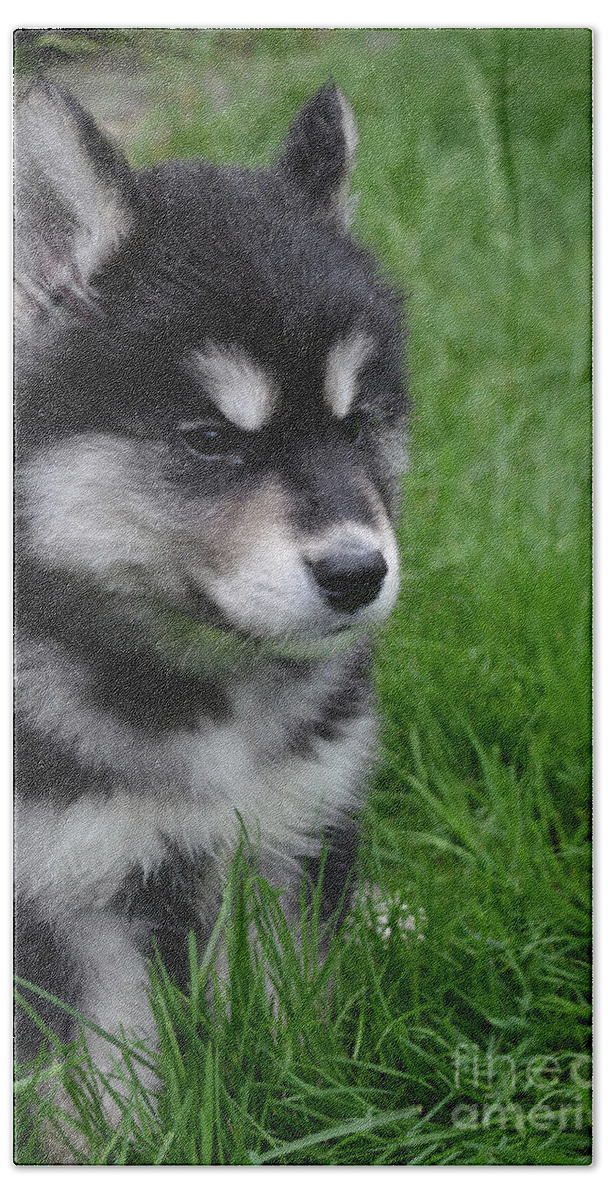 Alusky Bath Towel featuring the photograph Puppy with Distinctive Black and White Markings in Grass by DejaVu Designs