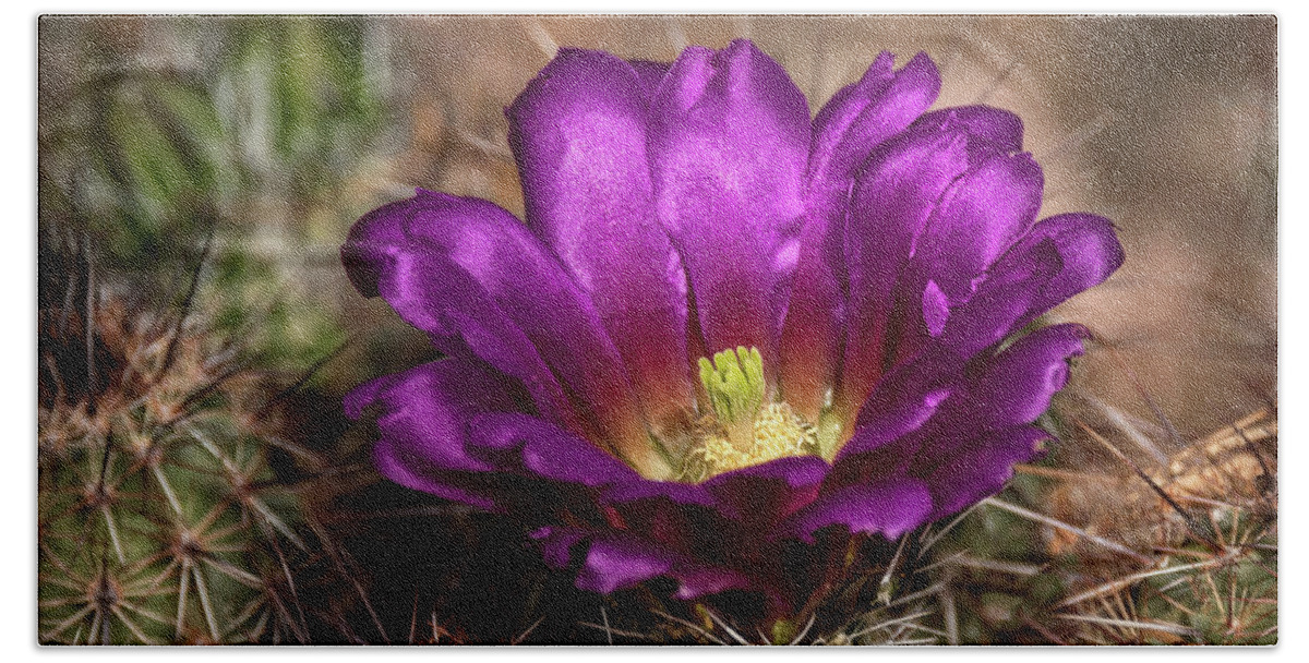 Purple Cactus Flower Bath Towel featuring the photograph Purple Cactus Flower by Saija Lehtonen
