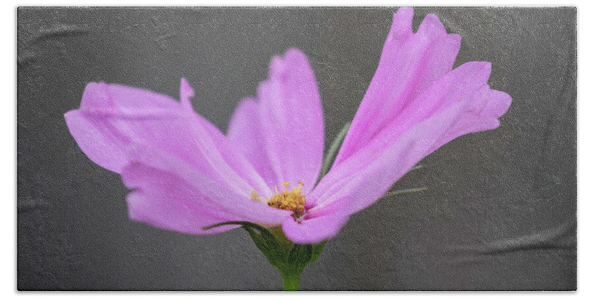 Purple Cosmos Flower Hand Towel featuring the photograph Purple Cosmos 2016-1 by Thomas Young