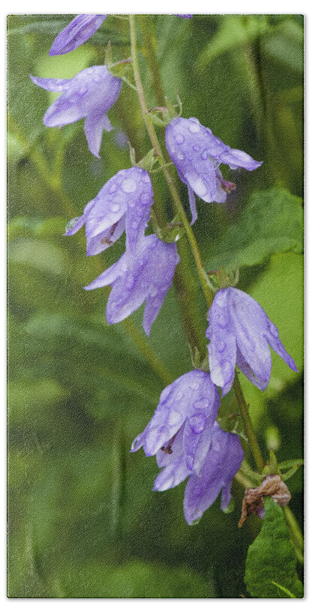 Bonneyvillemills Park Hand Towel featuring the photograph Purple dew drops by Brian Green