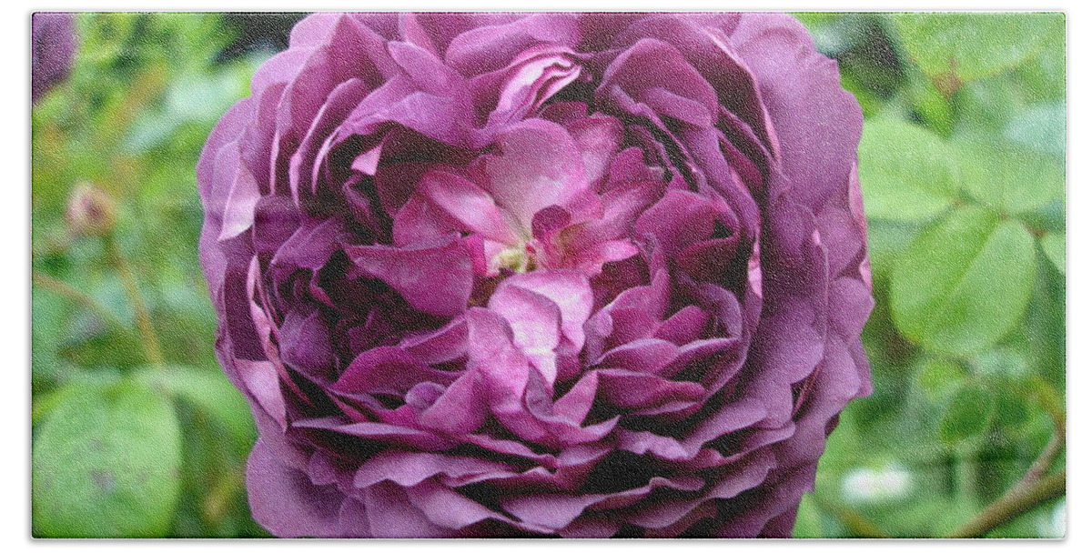 Rose Bath Towel featuring the photograph Purple English Rose by Susan Baker
