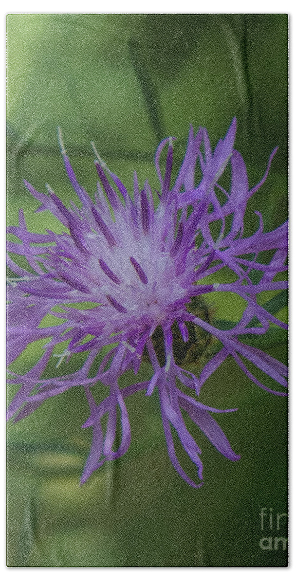 Purple Hand Towel featuring the photograph Purple Flower 8 by Christy Garavetto