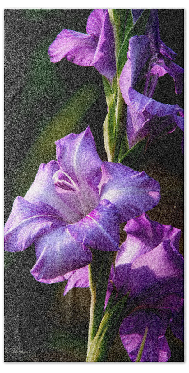 Gladiolas Bath Towel featuring the photograph Purple Glads by Christopher Holmes