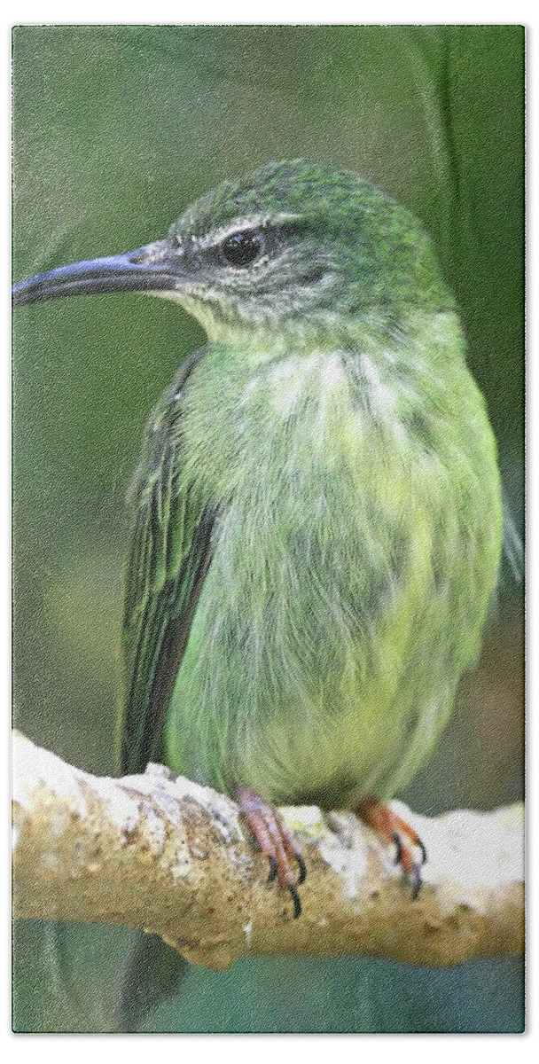 Bird Hand Towel featuring the photograph Purple Honeycreeper female by David Freuthal