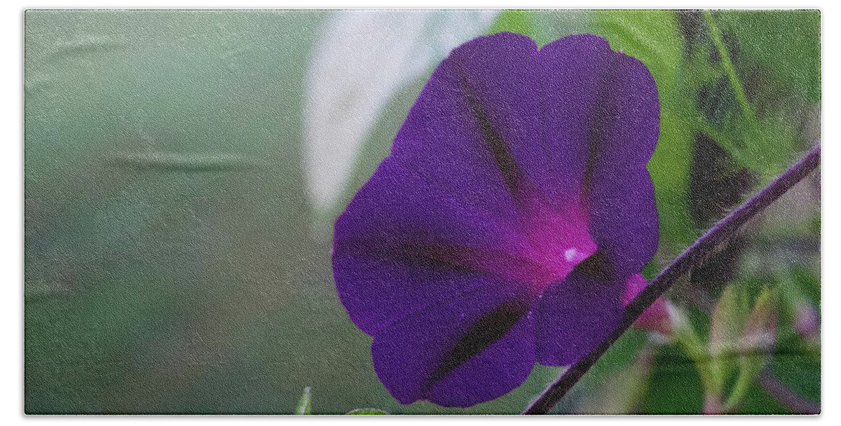 Photograph Hand Towel featuring the photograph Purple Morning Glory by M E