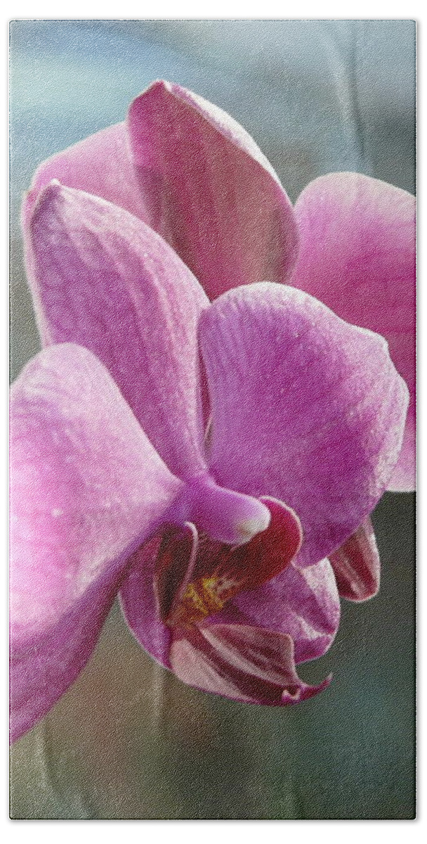 Orchid Bath Towel featuring the photograph Purple Phalaenopsis Orchid by Valerie Ornstein