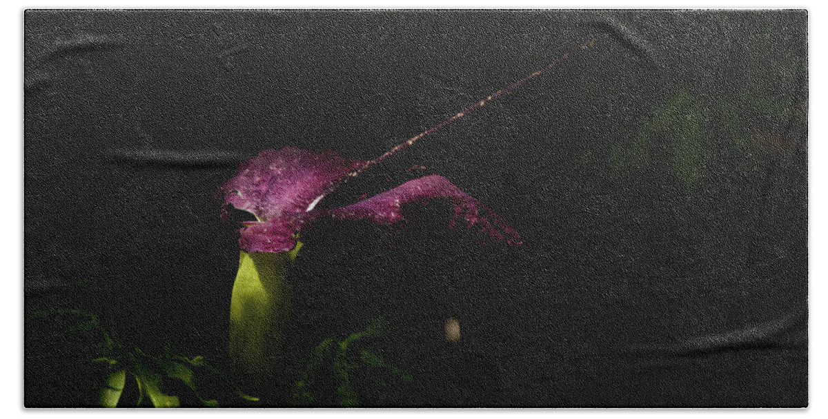 Purple Bath Towel featuring the photograph Purple Voodoo Lily Corpse Flower by Donna Martinez