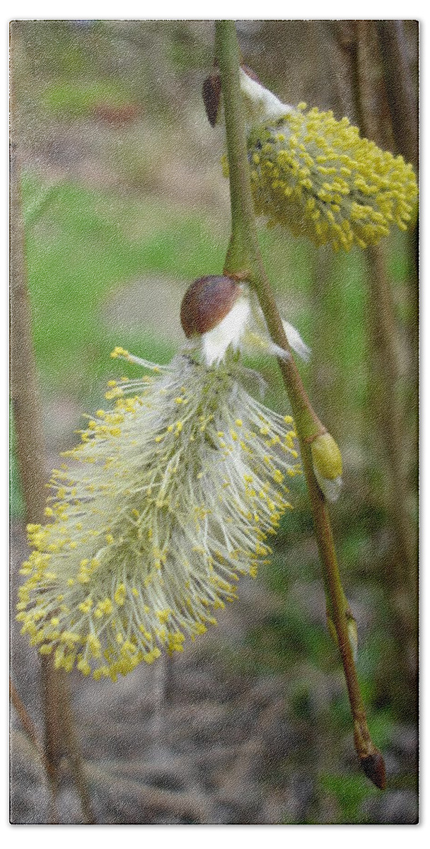 Flora Hand Towel featuring the photograph Pussy willow by Susan Baker