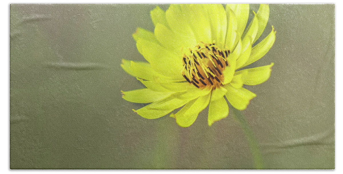 Asteraceae Bath Towel featuring the photograph Putting my best face forward. by Usha Peddamatham