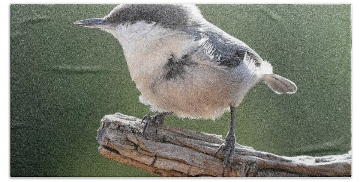 Nuthatch Bath Towel featuring the photograph Pygmy Nuthatch by Ben Foster