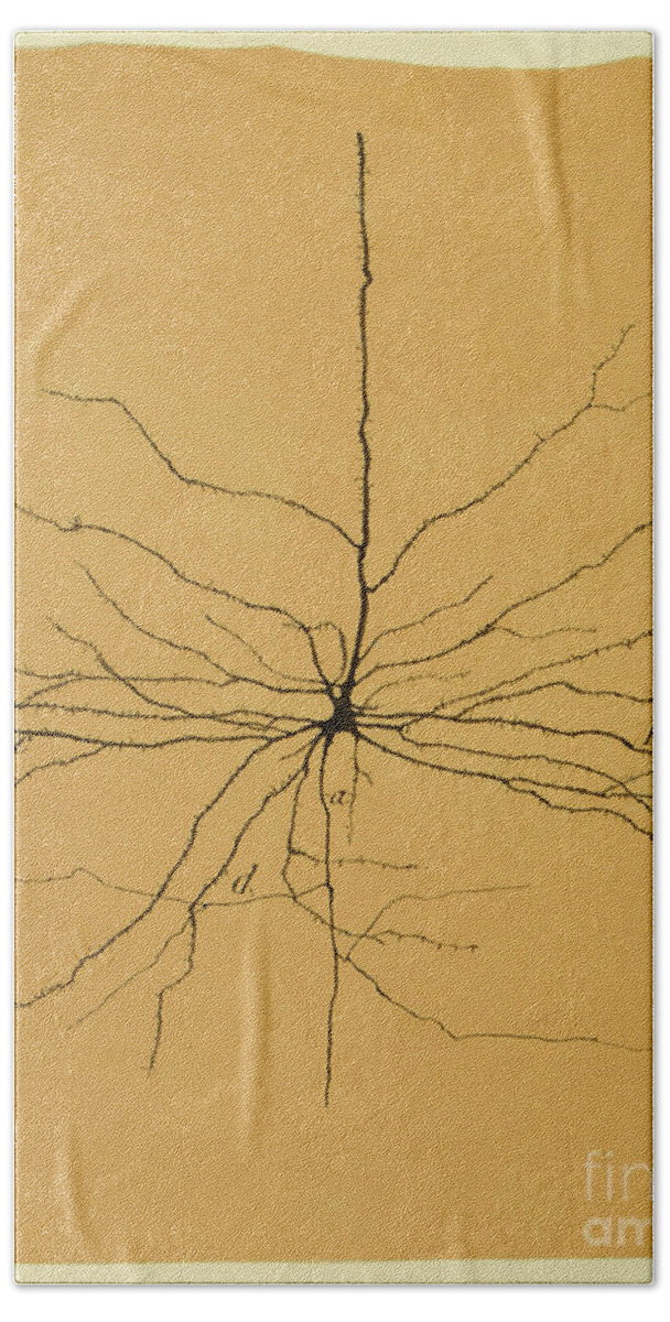 Pyramidal Cell Hand Towel featuring the photograph Pyramidal Cell In Cerebral Cortex, Cajal by Science Source