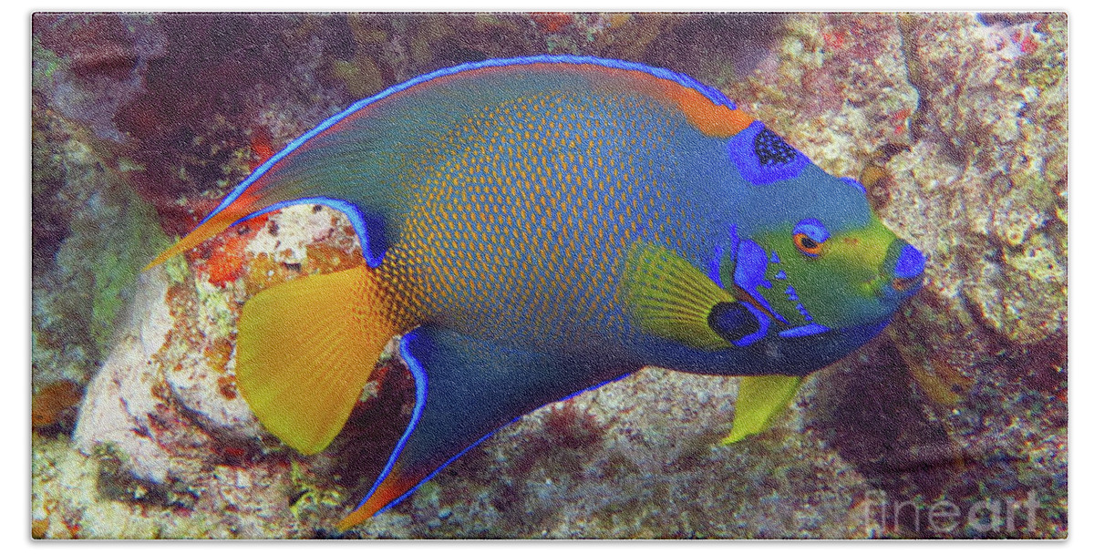 Underwater Hand Towel featuring the photograph Queen Angelfish 1 by Daryl Duda