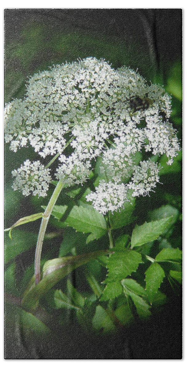 Forest Hand Towel featuring the photograph Queen Ann Lace by Shirley Heyn