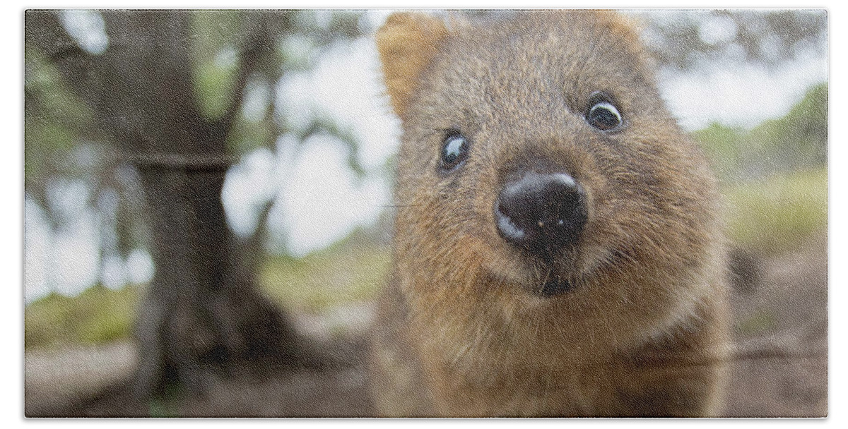Quokka Hand Towel featuring the photograph Quokka by Max Waugh