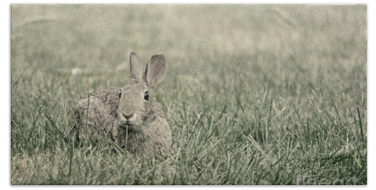 Rabbits Hand Towel featuring the photograph Rabbit in the Grass by Jason Freedman