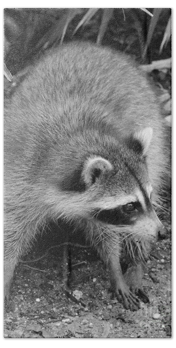 Animal Hand Towel featuring the photograph Raccoon - Black and White by Carol Groenen