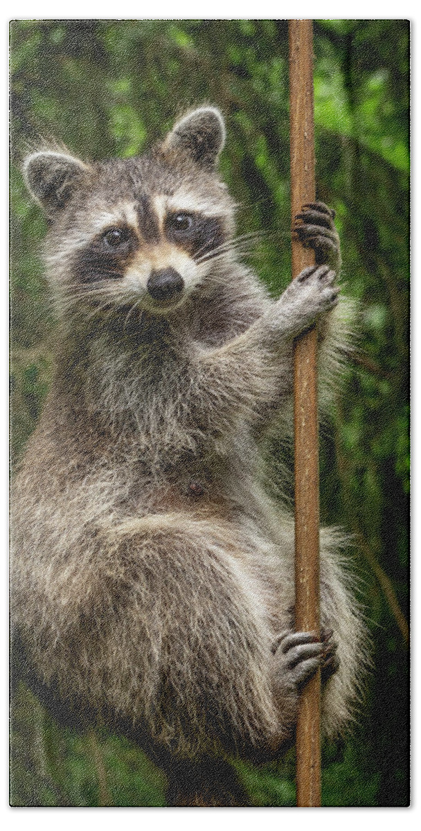 Raccoon Bath Towel featuring the photograph Raccoon Pole Dancer - Wildlife in the Bird Yard by Carol Senske