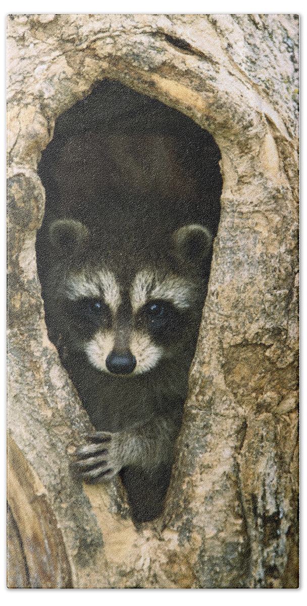 Mp Bath Towel featuring the photograph Raccoon Procyon Lotor Baby Peering by Konrad Wothe