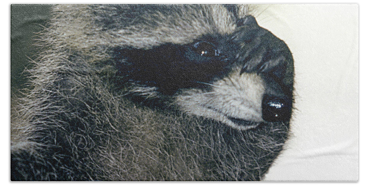 Faunagraphs Bath Towel featuring the photograph Raccoon2 Peek-a-boo by Torie Tiffany