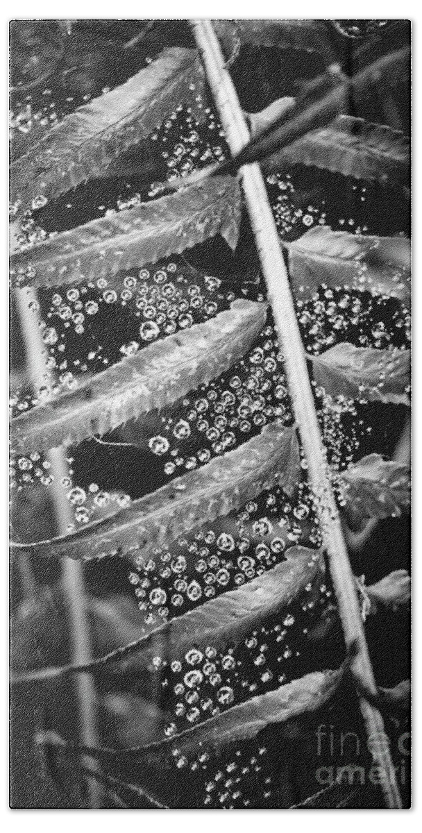 Black And White Bath Towel featuring the photograph Rain droplets in a spider web and fern plant by Bruce Block
