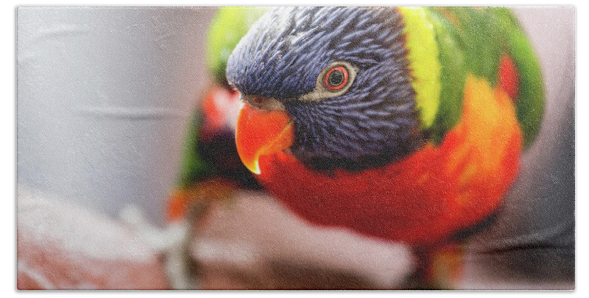 Rainbow Lorikeet; Exotic; Australian Parrot; Close Up Of Bird; Eye; Colourful; Colorful Bird Bath Sheet featuring the photograph Rainbow lorikeet close up by Sheila Smart Fine Art Photography