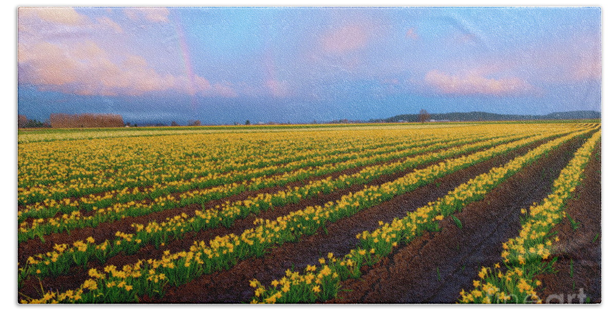 Daffodils Hand Towel featuring the photograph Rainbows, Daffodils and Sunset by Michael Dawson