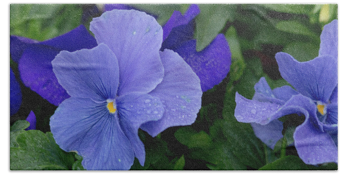 Pansy Bath Towel featuring the photograph Raindrops on Purple Pansy by E Faithe Lester