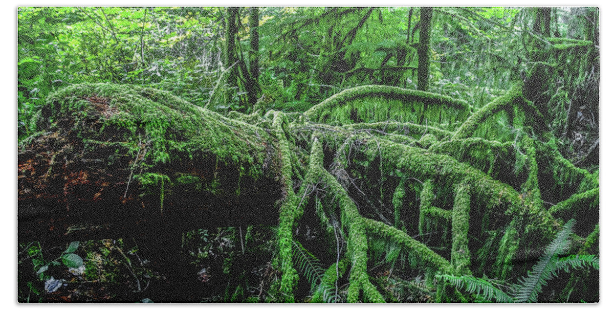 Rainforest Hand Towel featuring the photograph Rainforest by Patrick Boening