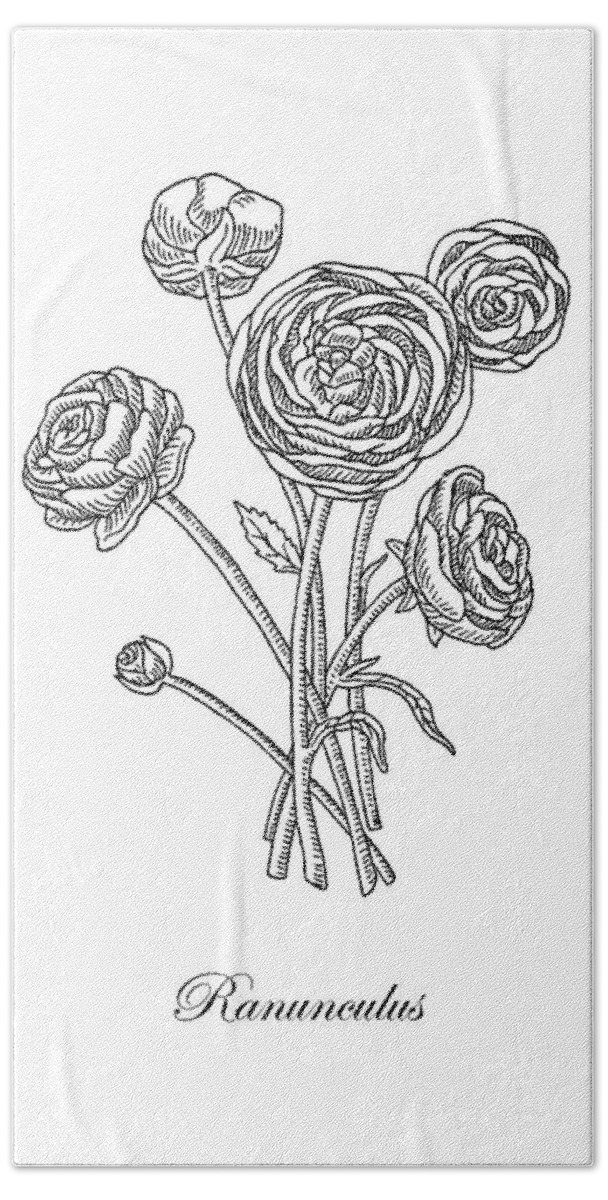 Ranunculus Hand Towel featuring the painting Ranunculus Flower Botanical Drawing by Irina Sztukowski