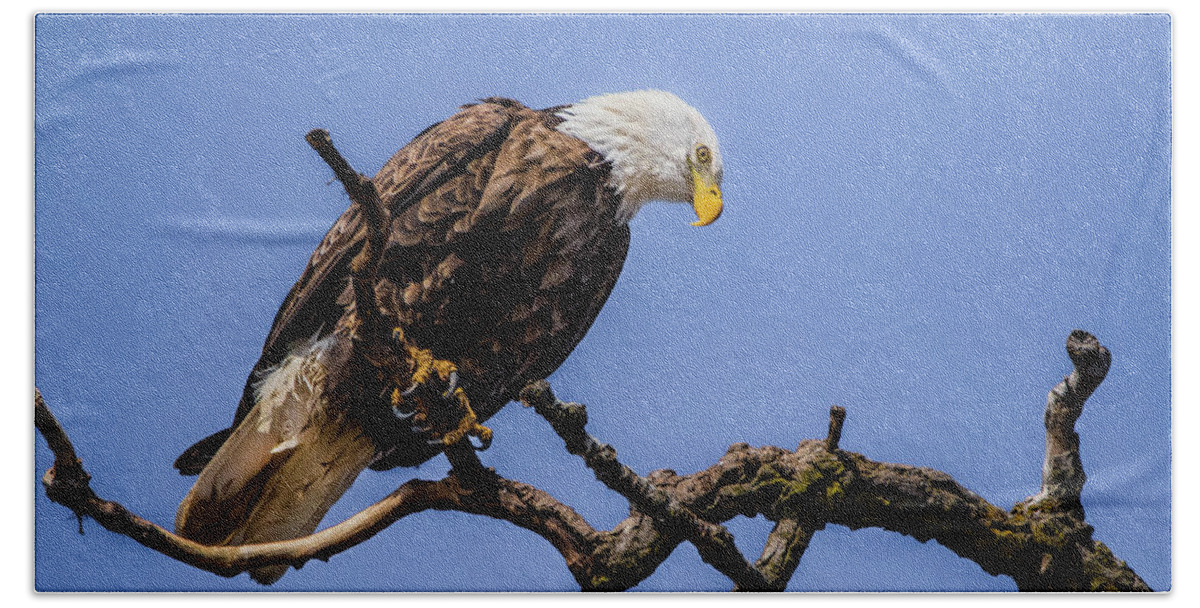 American Bald Eagle Bath Towel featuring the photograph Raptor On High by Ray Congrove